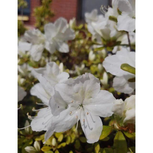 Brooklyn, NYC. #spring #plantlife #gardening #flowers #nature #naturalbeauty #nofilter #nofilterneeded #photography #brooklyn #newyork #nyc  (at Brooklyn, New York) https://www.instagram.com/p/CdRVfDaup9m/?igshid=NGJjMDIxMWI= #spring#plantlife#gardening#flowers#nature#naturalbeauty#nofilter#nofilterneeded#photography#brooklyn#newyork#nyc