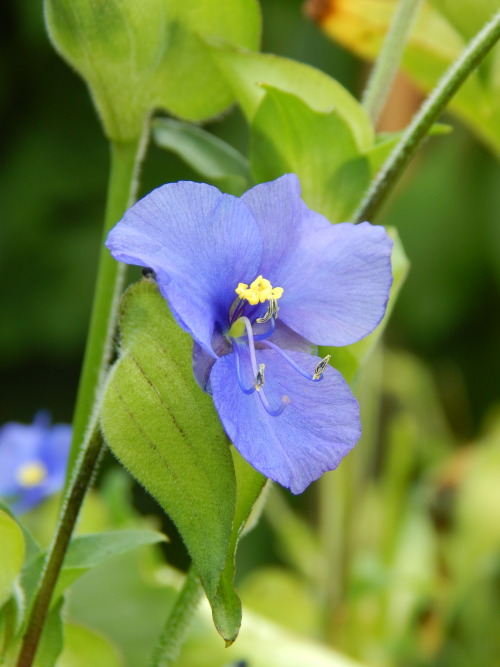 Commelina tuberosa, tarhasoljo