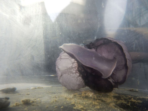 Remember that strange purple orb deep-sea scientists fought a crab for? It’s revealed itself to be a