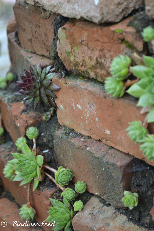 biodiverseed:  The chicks and hens (sempervivum) help to anchor the soil between the bricks of the herb spiral.   Here in their second year, each plant has sent out a multitude of little clones (lateral rosettes). Hopefully, they will one day overwhelm