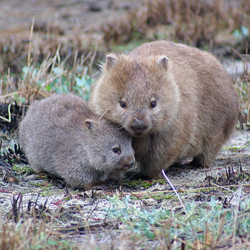 scinewscom:Biologists Discover Why Wombat Feces are SquareShapedhttp://www.sci-news.com/biology/womb