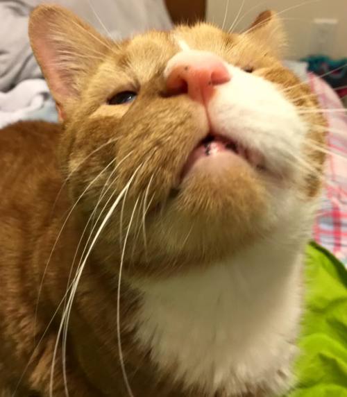 catsbeaversandducks: Mr. Magoo The Blind Kitty Will Steal Your Heart Mr. Magoo was found wandering t