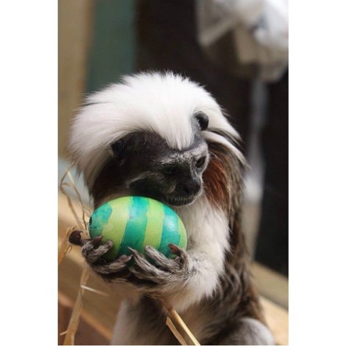 #VisitTheZooFeature by@rookiekeeper ~ In the wild Cotton Top Tamarins eat fruit, vegetation, tree sap, insects, small lizards, and eggs… .
#VisitTheZoo #cottontoptamarin #ButterflyCreek #Zoo#NewWorldMonkey #monkey #tamarin #cottontop...