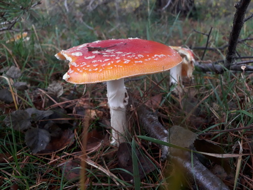 Sutton Park, Birmingham, UK, October 2021Fly agaric (Amanita muscaria) I found swathes of these icon