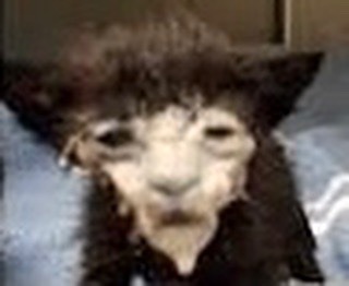 This Picture Of Ash Always Makes Me Lose It Why Does She Look Like This Cat 