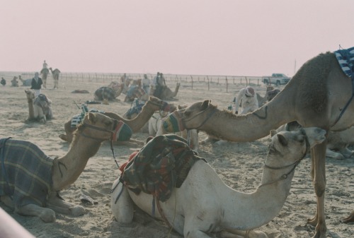 Racing camels getting ready to race. Kabd, Kuwait. 2020/2019