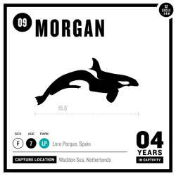 52orcas:  09. Morgan Morgan, found alone and emaciated off the coast of the Netherlands, was captured under the agreement that she would be returned to the ocean once rehabilitated. Instead, Morgan was shipped to the marine park Loro Parque in Spain where