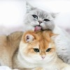 cat-lover-1001:Most adorable family 😍😘