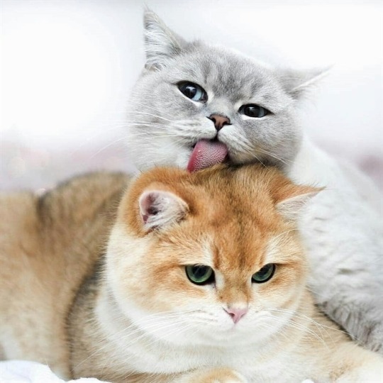 cat-lover-1001:Most adorable family 😍😘