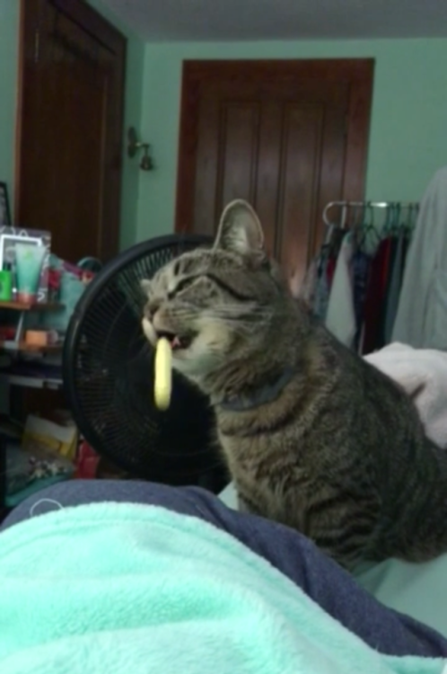 This is a story in six pictures of Princess Tigerbelle picking up a veggie straw in her mouth and th