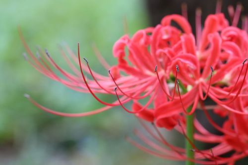 shunya-wisteria:彼岸花を探して - 2021の秋 心地の良い秋らしい気候となりつつある今日、今年もこのシーズンは彼岸花から。府中郷土の森博物館と高幡不動尊へ足を運んでみた。 Keep 