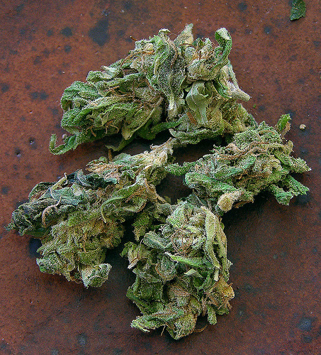 thekushweed:    Enjoying what you are seeing? For more awesome weed, click here!    