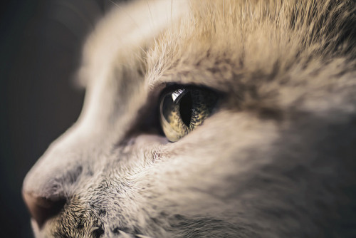 catycat21:Cat’s Vision by Felicity Berkleef Photography on Flickr.