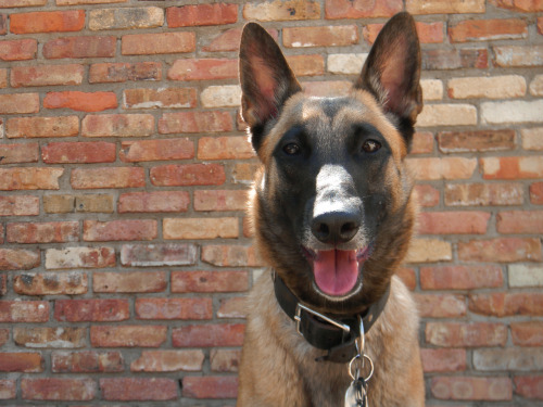 shepherd-tails:  shepherd-tails:  shepherd-tails:  handsomedogs:  Handsomedogs’ Photography Contest IXRound 2  If you’re just joining us and are confused as to what ‘Round 2″ means.. This contest received over 300 entries, and narrowing them