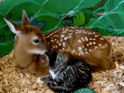gifsboom:  Deers Gifs  omg too cute! &lt;3