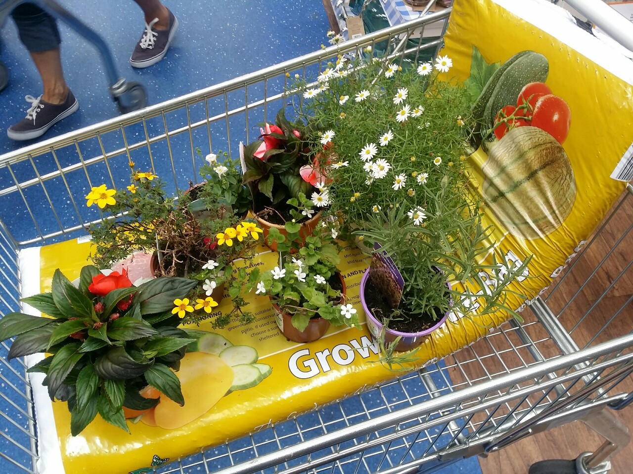 anteggs:  I bought some flowers and planted them in my nan’s old tea-pot’s and