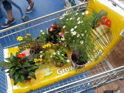 anteggs:  I bought some flowers and planted