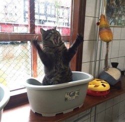 fantasticcatadventures:  mama mia! that’s