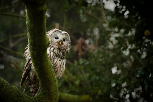 Ural Owl portrait by glidergoth on Flickr.