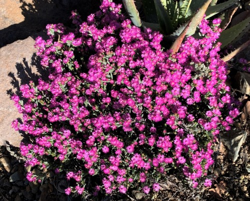 Ruschia karooicaRuschia karooica comes from near Matjiesfontein, on the southern edge of South Afric