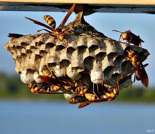 bogleech:Here’s another wasp PSA since summer is coming: the one in the top left is demonstrating a 