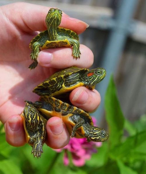 The cutest turtle kids