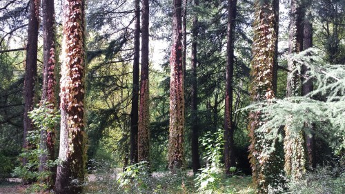 dovescoos:  10/11 climbing plants on tree trunks. 
