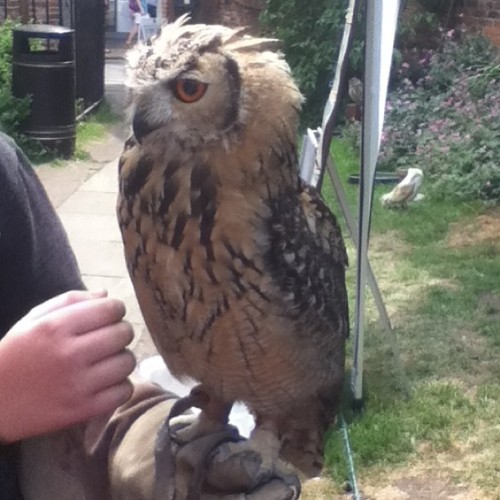 #owl #baby #orange #eyes #bridged #feathers #beautiful #natural #pattern #scary #york #instaowl #ins