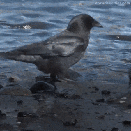thetimesinbetween:celticpyro:paradisemantis:keyhollow:Acting like the crows won’t try to cheat the s