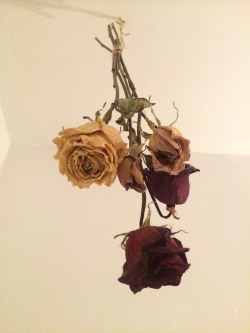 chanel-tiger:  My friend hung up the roses