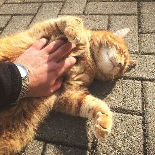 archiemcphee:It’s never too soon to share another story about an awesome cat who does exactly what t