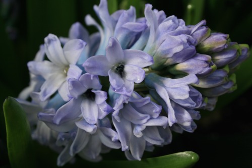 Hyacinth (Hyacinthus orientalis) 