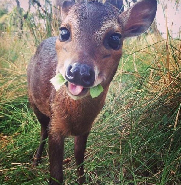 awwww-cute:  Enjoying some yummies (Source: http://ift.tt/2wkPaJv)