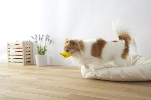 drownedinblissfulconfusion:hoarr:marjoree:For dogs that bite the Japanese have invented Quack — a le