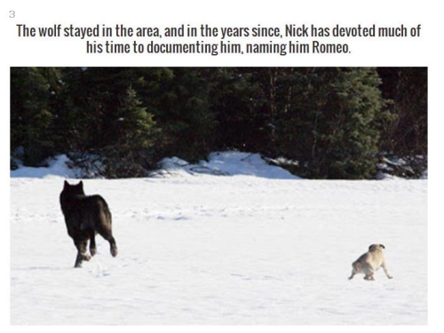 officialweatherwax: feathersmoons: This is particularly sweet because that wolf almost undoubtedly d