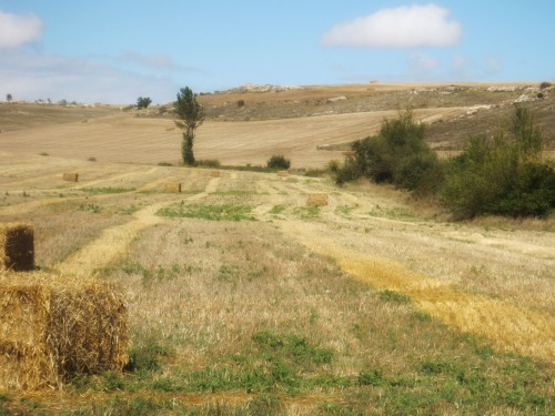 Vistas de la meseta II - campo de heno recién cosechado, Burgos, Castilla y Léon, 2011.