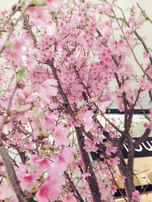 cherry blossom tree inside a mall! alive! not fake !