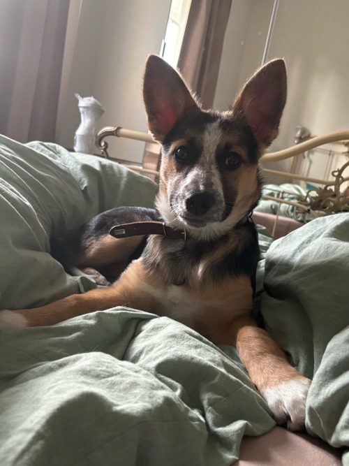Good Morning 🦊❤️