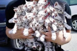 meowinq-wbu:  g4t0r:  shekillswithkissesxo:  lapfulofmisha:  katieplantpot:  For anybody that is feeling a little sad like me.. Here is a bouquet of kittens :)  A BOUQUET OF KITTENS  a bouquet  oh my holy sweet baby jesus. i need all of you.  dioshfiosd