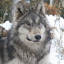 hauntedhowling