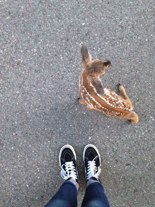 fear-the-reaper-soa: datsrad:I just saved this bby new born deer. and I’m crying bc it kept followin