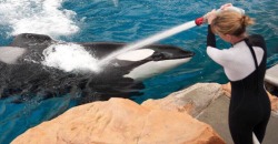 queenofcamdentown:  nomadicsunflower:  lucidnirvana:  SIGN THE PETITION. this could change everything and end sea world   Update: There’s been a momentous development in the campaign to stop SeaWorld from exploiting orcas – San Francisco has taken