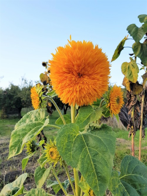 allthingssoulful-garden:First time growing Teddy Bear sunflowers.