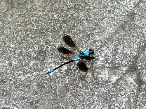 Dragonfly at Crystal Creek, Townsville. Queensland.  Photographer: Melanie Wood