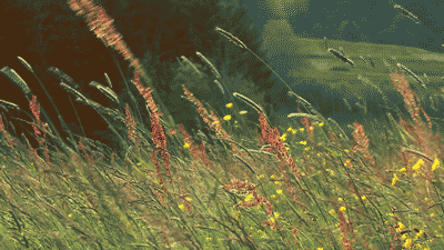sixpenceee:  A compilation of calming floral/nature gifs. Here are similar compilations featured on @sixpenceee you may enjoy: Compilation of Landscape/Nature Gifs Compilation of Space/Sky Gifs  Compilation of Pixel Art Compilation of Cute Transparent