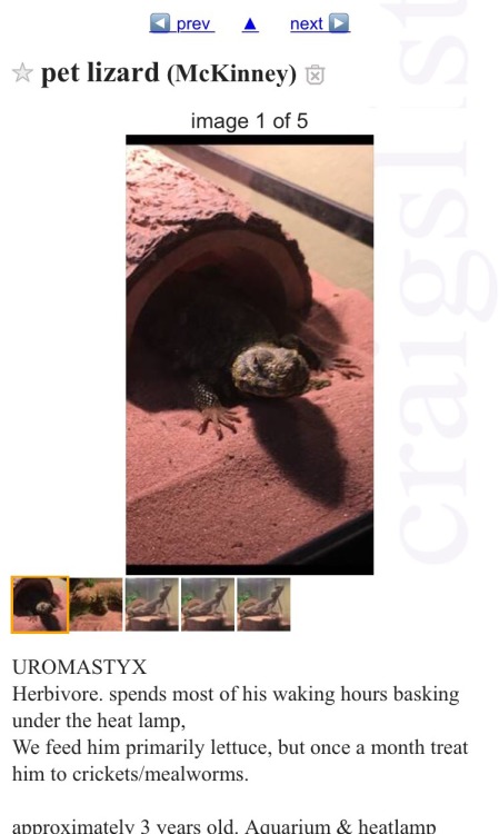 gimmeteeth:  Hi guys, I dont make a lot of posts at all but I found this Morroccan(?) Uromastyx on craigslist thats in the McKinney, TX area that is in need of a home. Its being fed mealworms and lettuce (uromastyx are strictly herbivorous and should