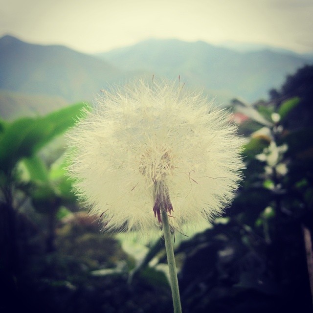 #Flor #DienteDeLeon y Algunos piden deseos al soplarla, Provoca soplarla&hellip;