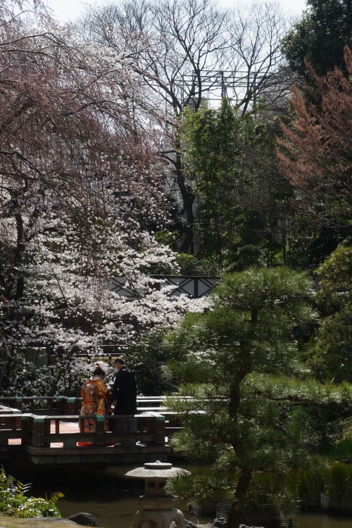 R0012407 Spring is here: Harajuku, TokyoBy : Ryosuke Yagi