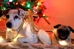 thefluffingtonpost:  Dog Roommates Refuse to Let Christmas Go Virginia dogs Jackson and Gigi won’t be taking down their holiday decorations anytime soon. While Christmas trees line the sidewalks, the two roommates plan to keep theirs up until next Decembe