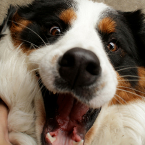 The face they make when you bring home a new Redbarn treat! Let us know your pets favorite Redbarn s